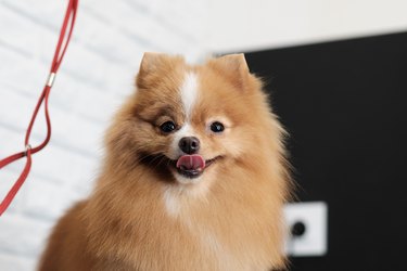 portrait of a pomeranian after a haircut with his tongue out close-up