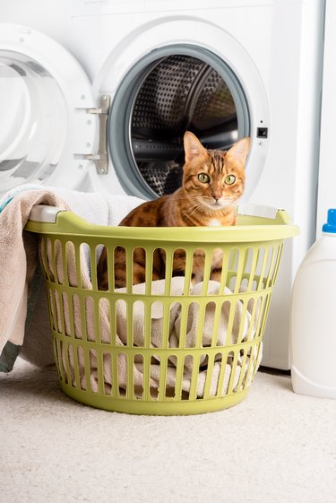 A cat sits in a laundry basket in front of an open washing machine