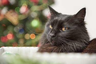 Serious grumpy black cat with a decorated Christmas tree in the background.