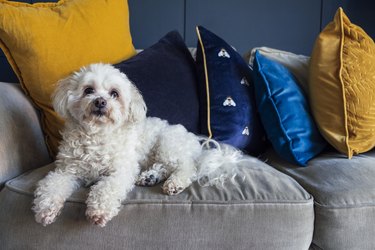 Cute Shih-Poo Relaxing at Home