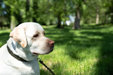 Portrait close up head of a golden or white Labrador Retriever dog in the park with nice fur. Animal portrait