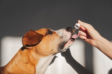 Dog taking medicine from dropper.