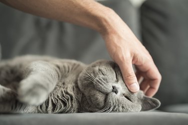 Close up of man’s hand stroking a grey British Short Hair cat on head while she sleeps