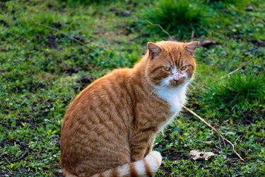 Cute ginger cat with yellow eyes outdoor scene in a farm