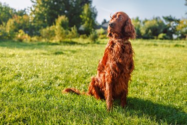 Happy Irish setter dog sits on a nature green grass and looking away in summer meadow.