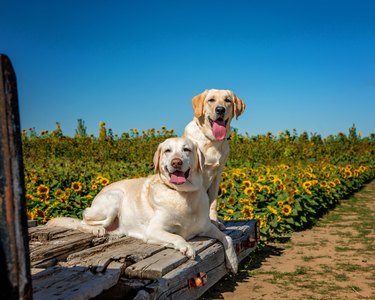 Yellow lab outside