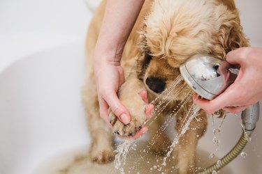 can you wash dogs with human body wash