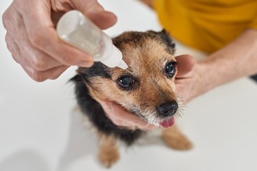 Woman dripping eye drops in eye of Chihuahua dog