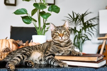 Gray tabby cat resting on coffee table with pumpkins and Monstera, placing his paw on the pile of books looks at camera. Reading and studying, back to school concept. Fall mood.