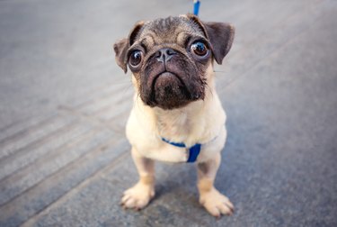 cute baby pug in the street looking at camera