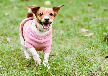 Happy dog wearing pink warm knitted sweater playing at fine fall (autumn) day