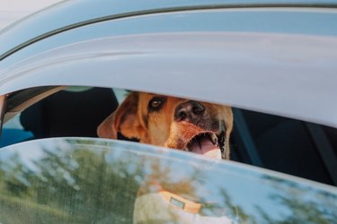 Dog looking through cracked car window