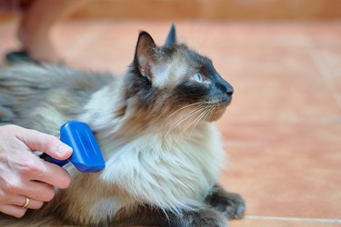 a hand of a person brushing their long haired siamese cat while lying down. pet care concept
