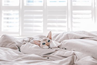 Colorpoint shorthair cat with bright blue eyes on a bed at home.