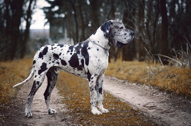 Side view of great dane standing on field,Czech Republic