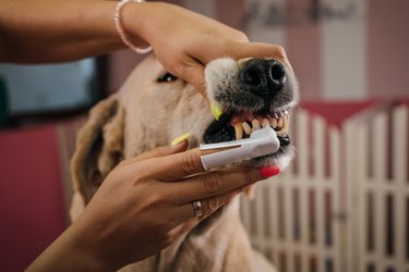 Golden retriever in the grooming saloon