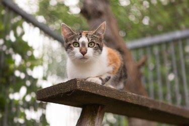 calico cat on wodden board at animal shelter