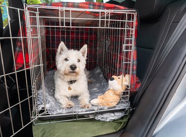 Cute dog waiting to set off for a car journey