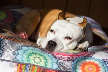 Dog sleeping on his bed