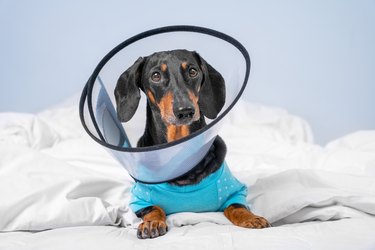 Sad dachshund dog wearing pajamas in rehabilitation is lying at home or in hospital room after treatment with surgery recovery collar around neck to prevent wound from licking, front view