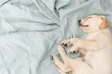 cute yellow puppy asleep on bed