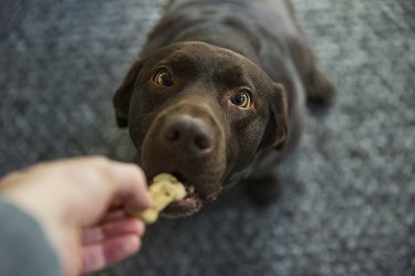 Cute chocolate labrador dog taking a biscuit from its owner