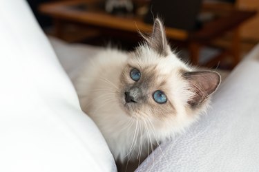 Birman kitten seen from the side.