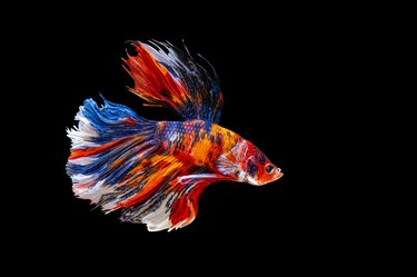 Siamese fighting fish betta splendens isolated on black background.