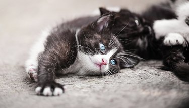 The kitten lying playfully on the asphalt and looks up