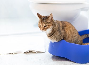 Tabby cat in a litter box inside a white bathroom.
