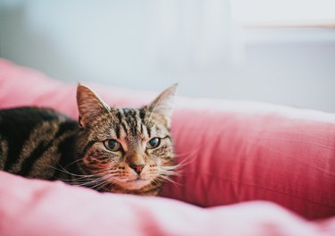 Tabby cat lies on a pink cushion