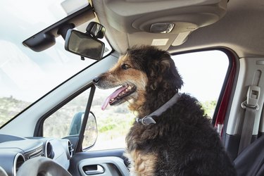 The dog sits on the vehicle's co-pilot seat.