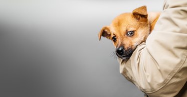 a red-haired puppy in the arms of a person. Portrait of a little dog.