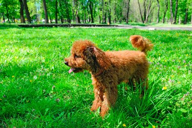 Miniature red poodle playing on a green lawn.