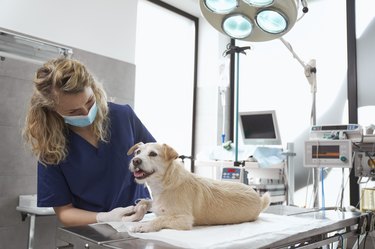A white dog lays on an exam table in a veterinary office. A veterinarian wearing a surgical mask and gloves.