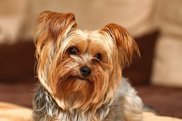 Close up of small brown dog