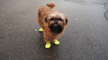 Belgian Griffon dog in yellow rubber boots