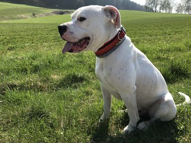 White Dogo Argentino sitting Bavaria