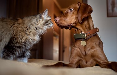 A red dog and a gray cat sniff each other