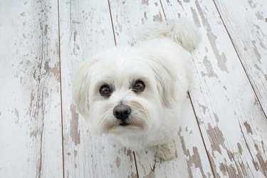 Cute maltese dog looking up and sitting above vintage parquet. high angle view. Begging food concept.