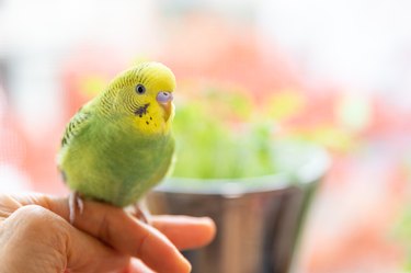 Pet bird sitting on owner's finger