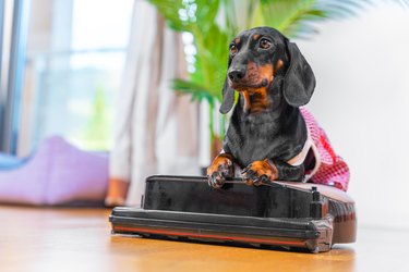 Dog puppy in apron sits robotic vacuum cleaner. Cleaning service, appliances