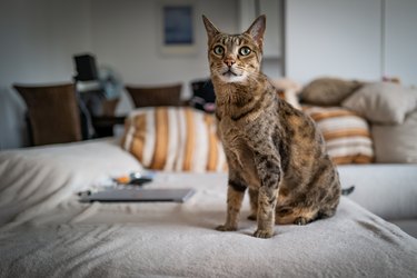 A Cute Savannah Cat On A Couch