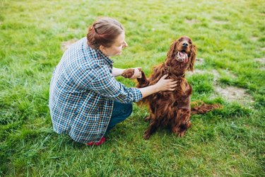 Woman playing with a happy Irish setter dog in a park.