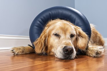 Golden Retriever wearing inflatable E-Collar lying down inside a home