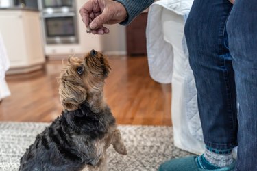 Puppy Waiting for a Treat