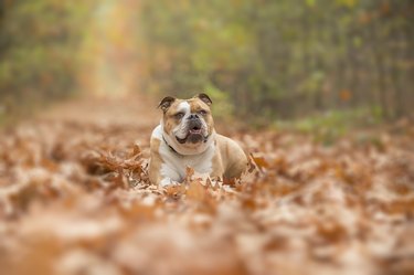 English bulldog dog lying down in a lane covered by autumn leaves in a forest