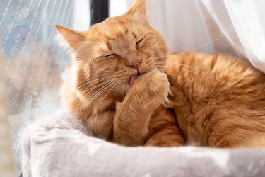 relaxing cat licking paw