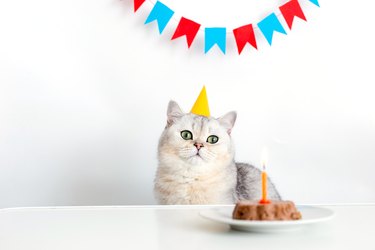 Cute cat in a yellow paper cap, sitting at a table with a canned cat cake