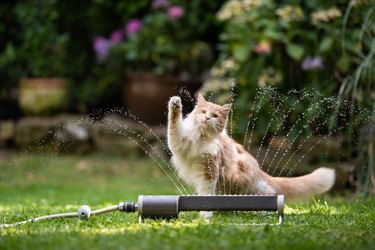 Cat playing with the spurting water coming from a lawn sprinkler.